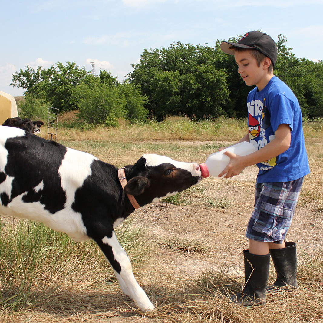 Four Kings Dairy