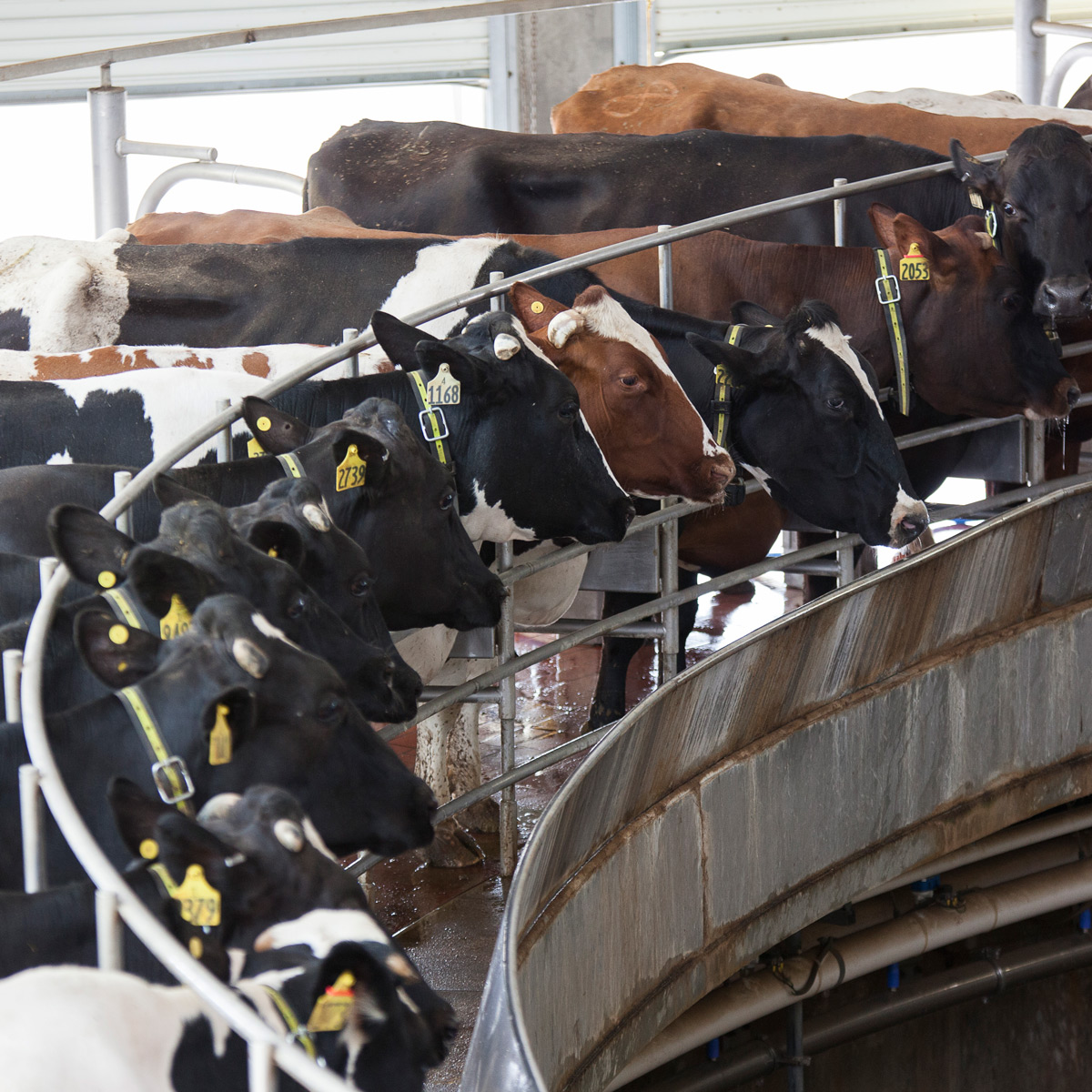 Types of Milking Parlors