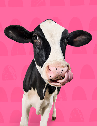 cow on pink background