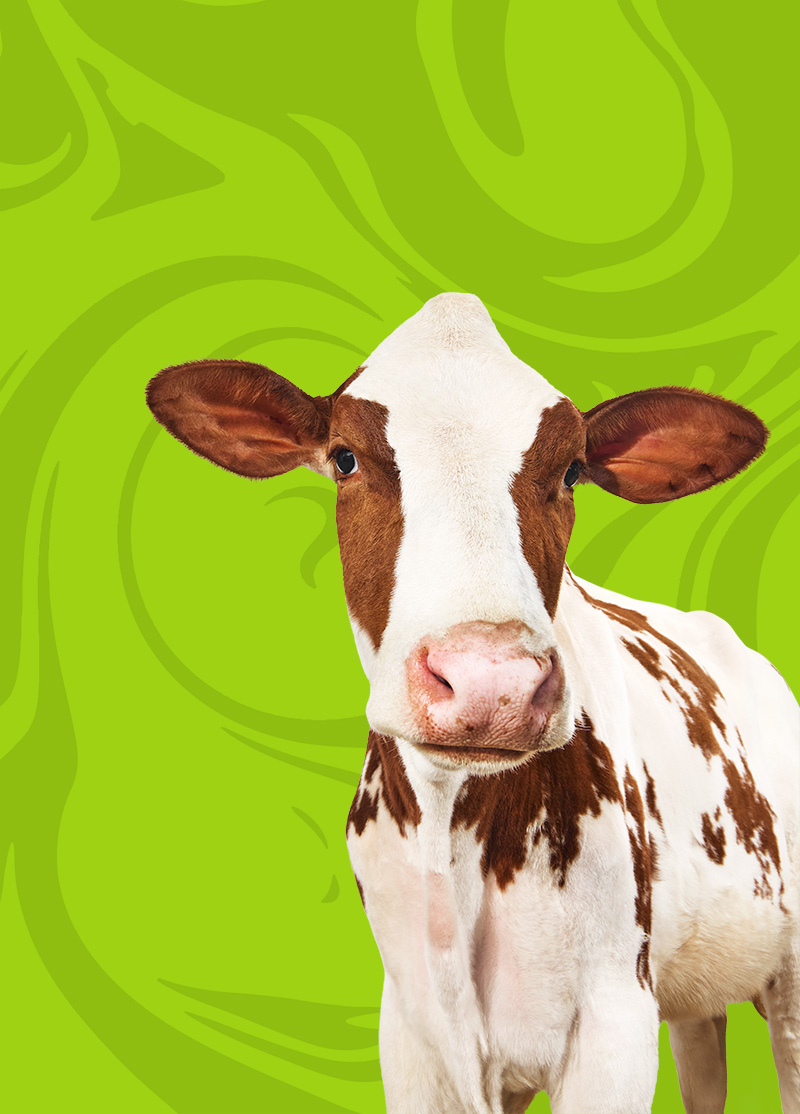 cow on green background