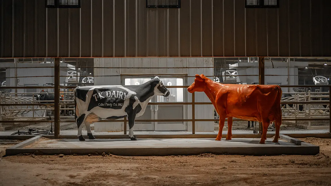 Statues in front of the T&K Dairy barn, including the iconic red cow from robotic company Lely, given to the Colliers in recognition of their commitment to innovative cow care.