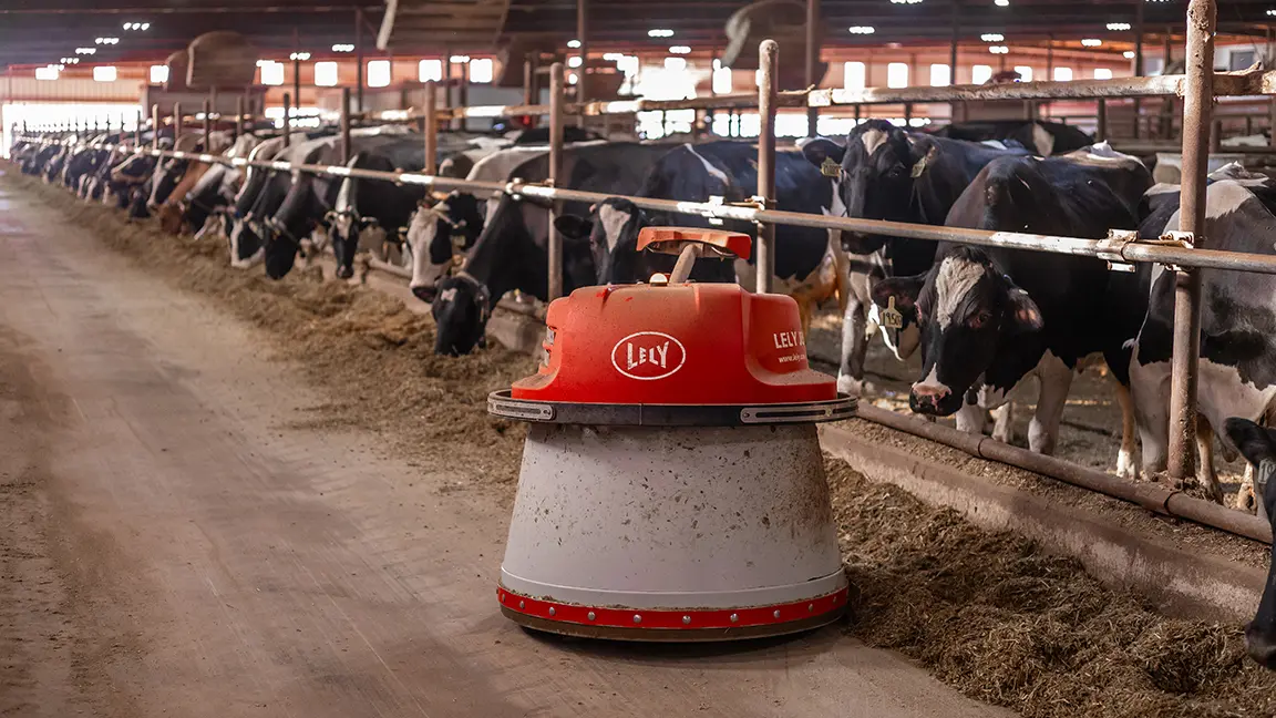 The small Lely robot pushes the feed closer for the cows to reach.