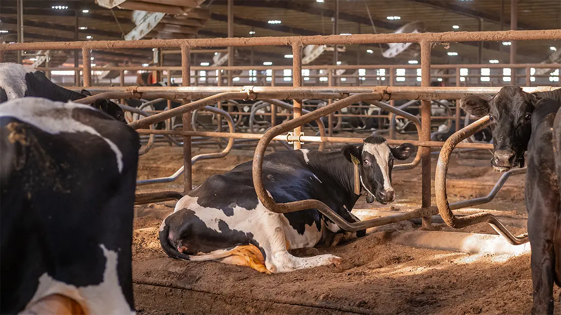 A T&K Dairy cow rests on a sand-covered water bed.